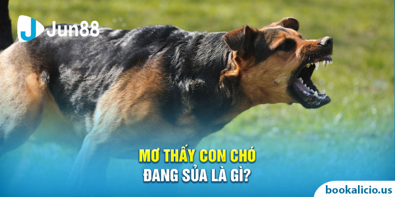 Mơ thấy con chó đang sủa là gì? 